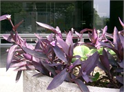 Tradescantia