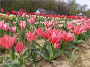 1 мая: отмечаем День Трудящихся на цветочных полях!