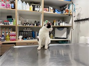 Составьте план дегельминтизации для домашнего животного вместе со специалистами Nags Vet