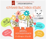 17 и 18 марта, 10:00 — проводится выставка кошек!